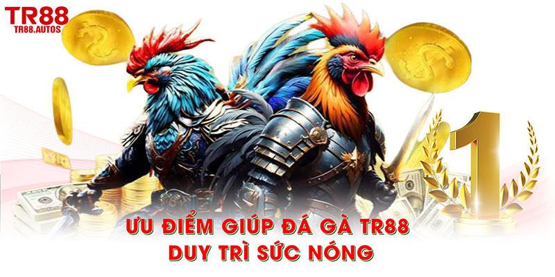Ưu điểm giúp đá gà TR88 luôn duy trì sức nóng