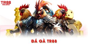 đá gà TR88